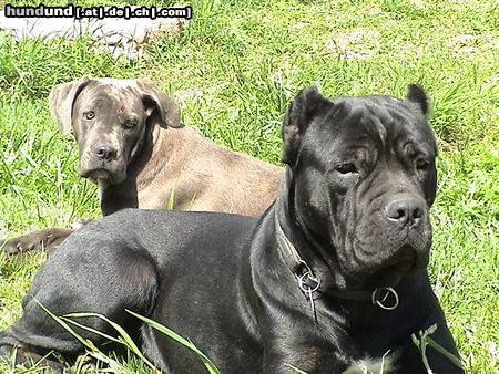 Cane Corso India & Angie