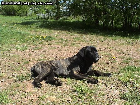 Cane Corso Popeye beim Sonnenbaden.. 5 Monate