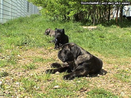 Cane Corso Popeye, India & Angie