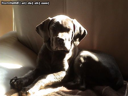 Cane Corso Josy 8 Wochen alt