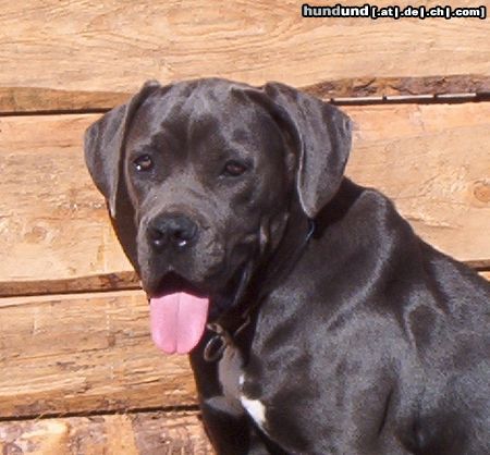 Cane Corso von Campo di Cavallo