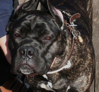 Cane Corso selma from norway