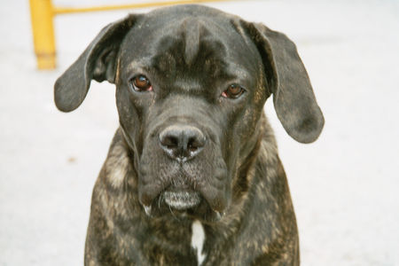 Cane Corso Selma from Norway