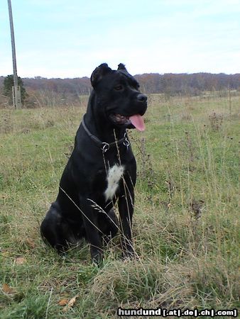 Cane Corso India im Alter von 14 Monaten