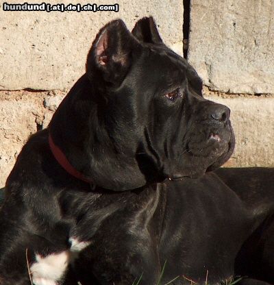 Cane Corso Hündin, 11 Monate