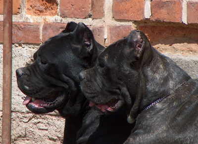 Cane Corso Porta dell' Inferno