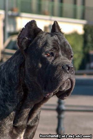 Cane Corso Jason, 14 Monate