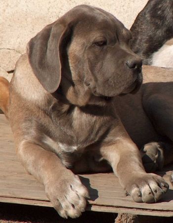 Cane Corso Porta dell' Inferno