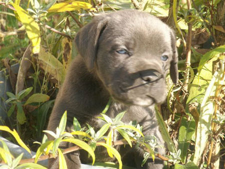 Cane Corso Kay 5 Wochen