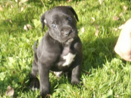 Cane Corso Kiro 5 Wochen