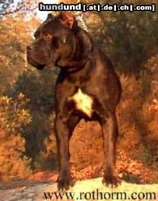 Cane Corso Kluivert della Porta Dipinta