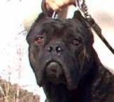 Cane Corso Koeman della Porta Dipinta