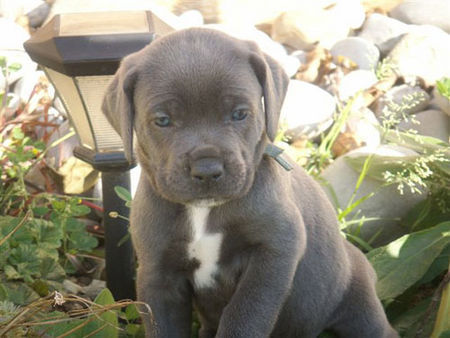 Cane Corso Kujo 5 Wochen