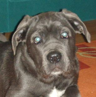 Cane Corso Kyra vom Powerwind  4 Monate