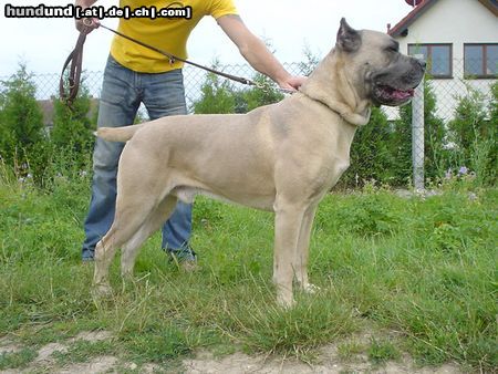 Cane Corso Leeroy