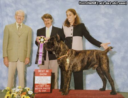 Cane Corso FCI-Jugendweltsieger Bayos