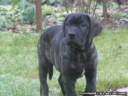 Cane Corso Linus mit 9 Wochen