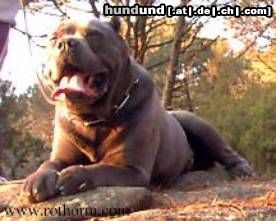 Cane Corso Ch. Lupo