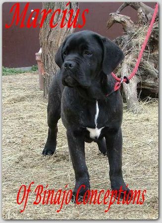 Cane Corso