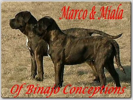 Cane Corso Marco und Miala Of Binajo Conceptions