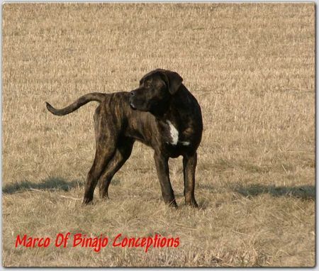 Cane Corso