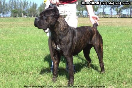 Cane Corso WORLD CHAMPION 2004 MARGO