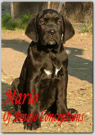 Cane Corso