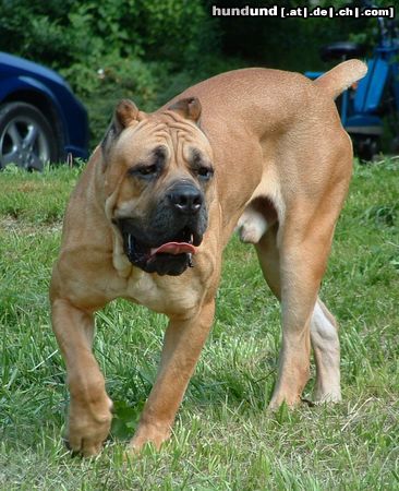 Cane Corso Massimo