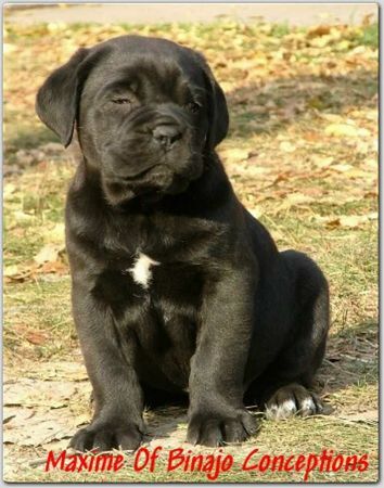 Cane Corso