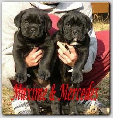 Cane Corso Maxi und Mercedes Of Binajo Conceptions