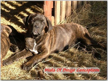 Cane Corso