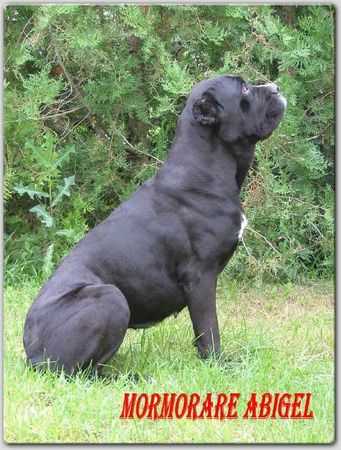 Cane Corso