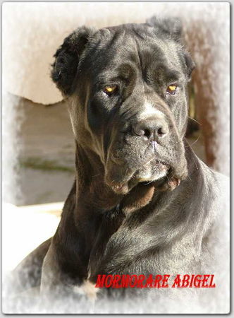 Cane Corso