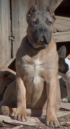 Cane Corso Porta dell' Inferno