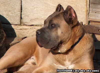 Cane Corso Murphy, 8 Monate