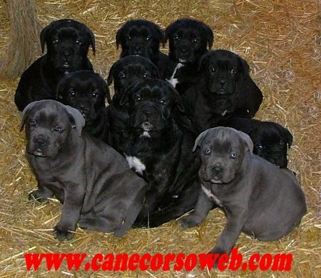 Cane Corso N-Wurf Of Binajo Conceptions Alice x Neo