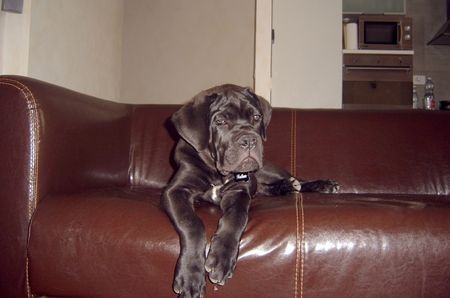 Cane Corso Nathan 94 Tage, auf dem sofa