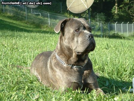 Cane Corso Meine grosse Maus...