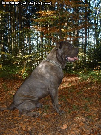 Cane Corso Neo / Marlon