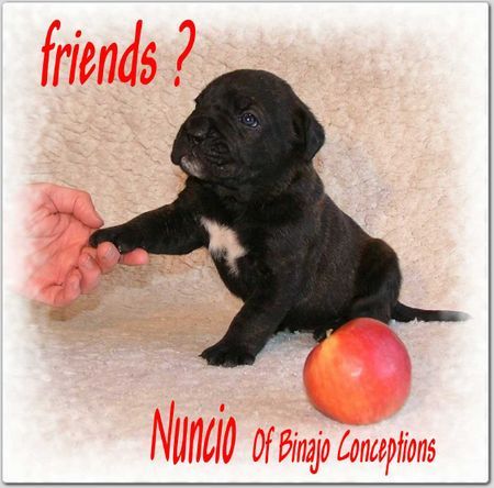 Cane Corso Nuncio Of Binajo Conceptions