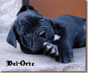 Cane Corso SWEET DREAM Del-Orte