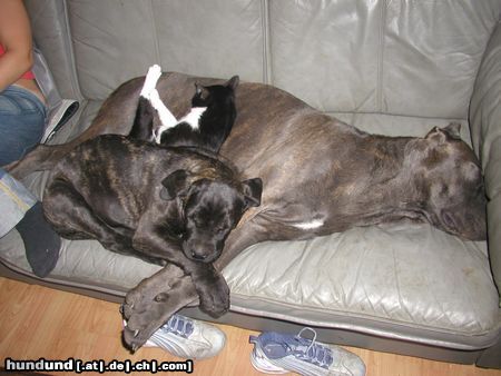 Cane Corso Raisa z Mazurskiege Edenu and her puppy Medusa