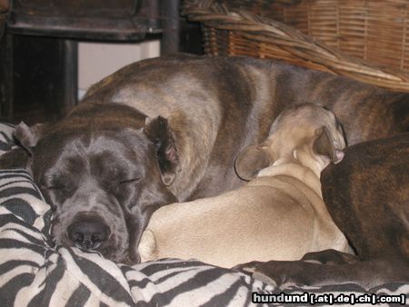 Cane Corso Raisa z Mazurskiege Edenu and her freind the french bulldog Smølf