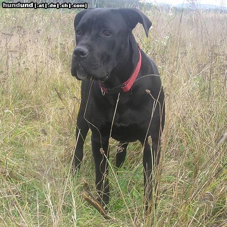 Cane Corso Bonie - 9 months