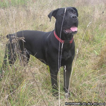 Cane Corso Bonie - 9 months