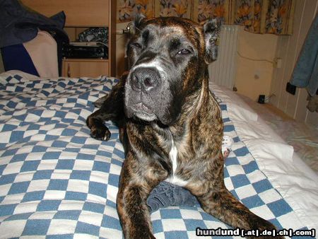 Cane Corso Das ist Udine Bailando con Lobos mit 6 Monaten