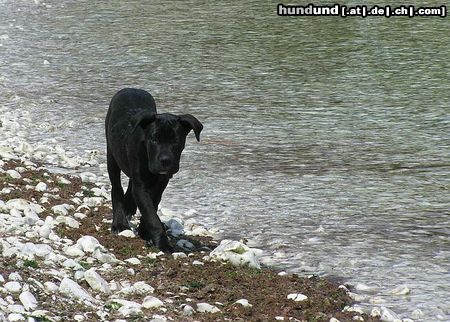 Cane Corso Bonie - 3 months