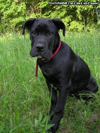 Cane Corso Bonie - 4 months