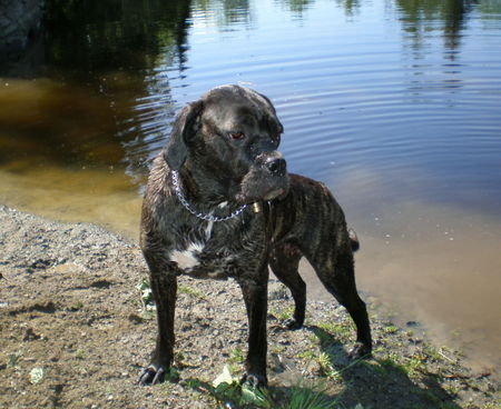 Cane Corso bade nymfe