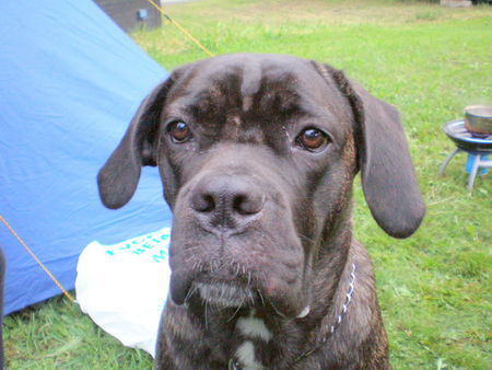 Cane Corso selma from norway